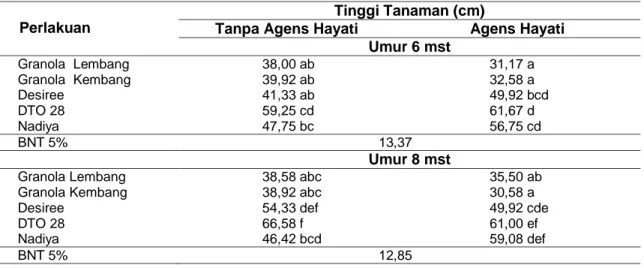 Tabel  1  Tinggi  Tanaman  Akibat  Interaksi  Antara  Pemberian  Agens  Hayati  dengan  Macam  Varietas pada Umur Pengamatan 6 mst dan 8 mst 