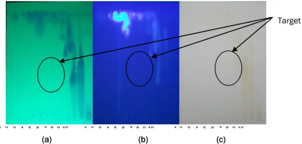 Gambar  2.  Hasil  kromatografi  Lapis  Tipis  dinamakan  Fraksi  F-1(12)  dengan  fasa  diam  silika  gel  G 60 F 254  dan eluen n-heksana dan etil asetat (1:1) : (a) disinari UV  254 nm, (b) disinari  UV  365 nm dan (c) setelah disemprot 5% AlCl 3