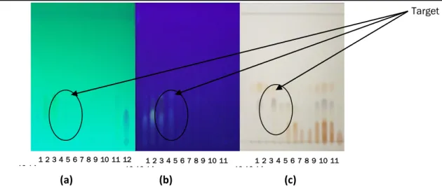 Gambar 3. Hasil kromatografi  Lapis Tipis dinamakan  Fraksi F-1(-14) dengan  fasa  diam silika  gel  G 60 F 254  dan  eluen  n-heksana  dan  etil  asetat  (3:7)  :  (a)  disinari  UV    254  nm,  (b)  disinari UV  365 nm dan (c) setelah disemprot 5% AlCl