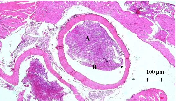 Gambar 1.  Gambaran histopatologis aorta tikus putih yang diberi pakan normal (K) selama 90 hari