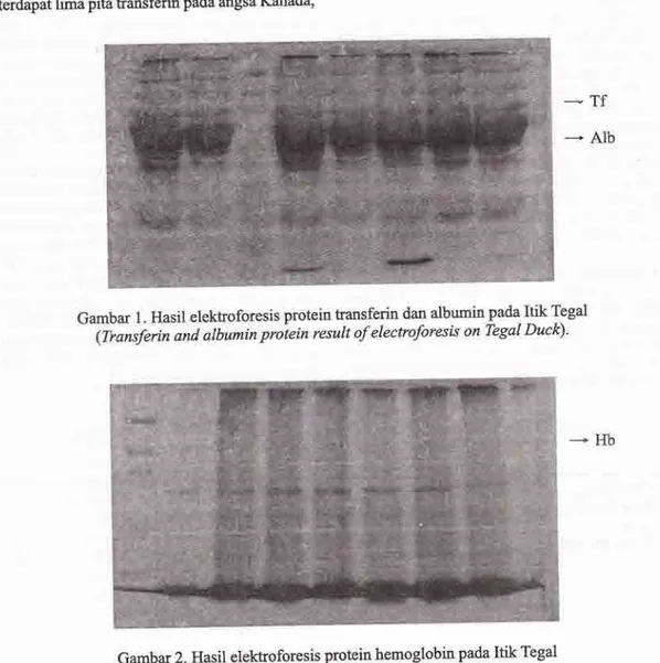 Gambar  1.  Hasil  elekhoforesis  protein  transferin  dan  albumin  pada  Itik  Tegal -  - 