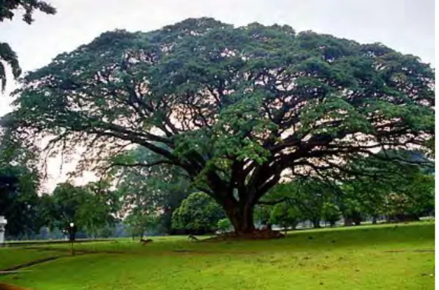 Gambar 3.3 Pohon Trembesi 