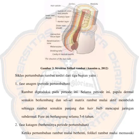 Gambar 3. Struktur folikel rambut (Anonim a, 2012)