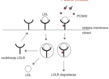 Figure 3. Mechanism of action of CETP   (cholesteryl ester transfer protein) inhibitors 