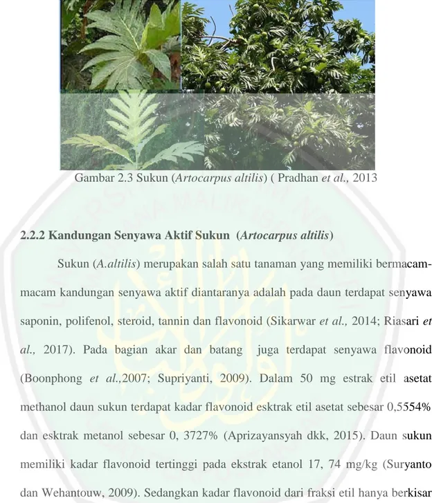 Gambar 2.3 Sukun (Artocarpus altilis) ( Pradhan et al., 2013 