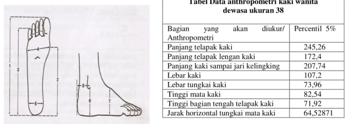 Tabel Data anthropometri kaki wanita  dewasa ukuran 38 