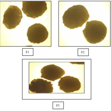 Gambar 3. Histogram distribusi ukuran  mikropartikel ketoprofen-kitosan 