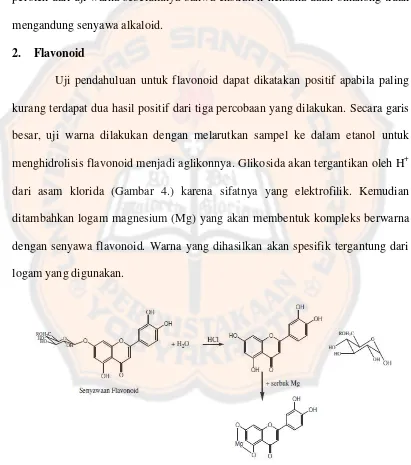 Gambar 4. Reaksi pembentukan warna antara flavonoid dengan logam