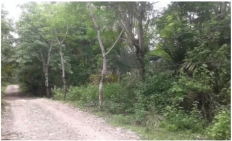 Gambar 2. Jalan Masuk Kampung Bau (Baru) dan Bentang Kabel Listrik di Pohon   Sumber: Dokumentasi Pribadi (2019) 