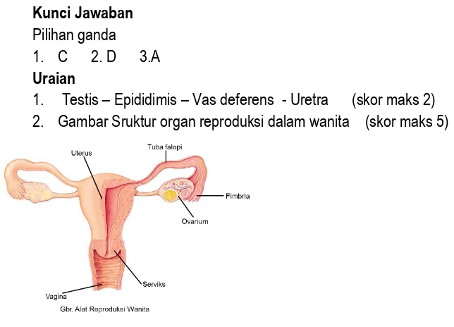 Gambar Sruktur organ reproduksi dalam wanita    (skor maks 5)