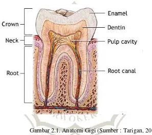 Gambar 2.1. Anatomi Gigi (Sumber : Tarigan, 2013) 