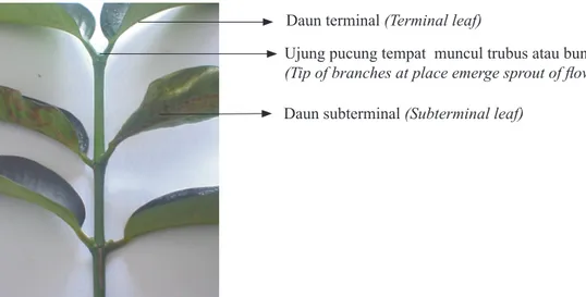 Gambar 4.   Posisi daun umur 5 bulan berada pada ujung ranting cabang  sebagai daun terminal  (Leaf position on the tip of branches at 5 months old as terminal left)