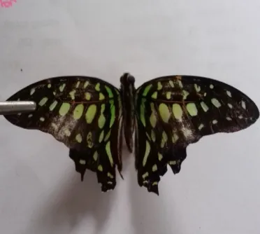 Gambar 3.7. Papilio polytes