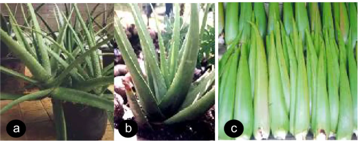 Gambar  1   :  Tanaman lidah buaya, a.  Aloe vera; b. .A. vera var Chinensis;