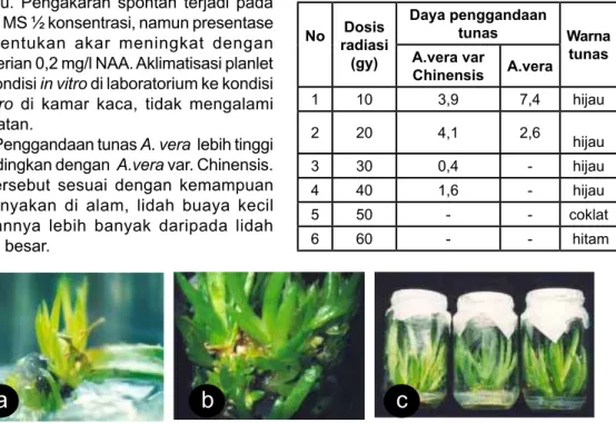 Gambar 2 :  a.Tunas majemuk yang muncul dari pangkal daun Aloe vera; b.Tunas in vitro  A