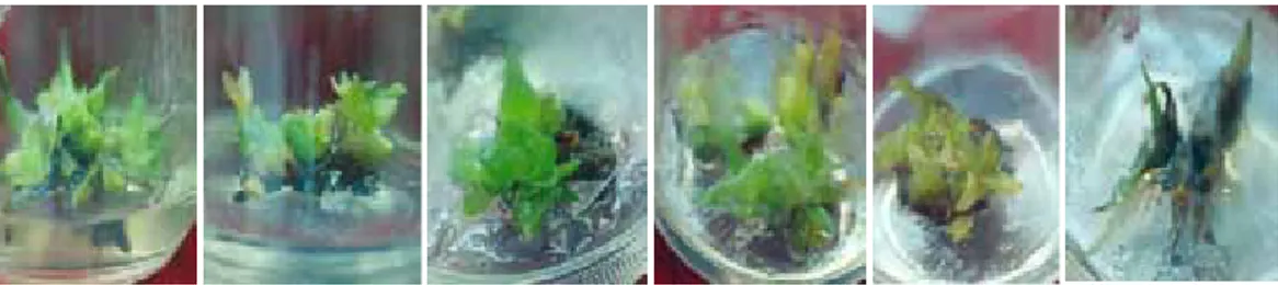 Gambar 3 :  Tunas Aloe vera var Chinensis 12 minggu setelah radiasi sinar gamma dengan  dosis: a.10 gy, b