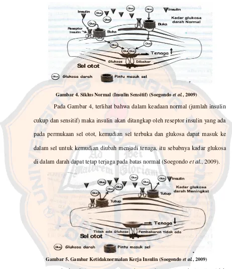 Gambar 4. Siklus Normal (Insulin Sensitif) (Soegondo et al., 2009) 