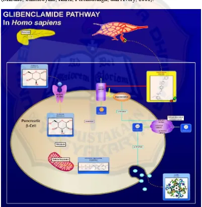 Gambar 3. Mekanisme aksi glibenklamida sebagai obat antidiabetes(Mizuno, dkk., 2008)