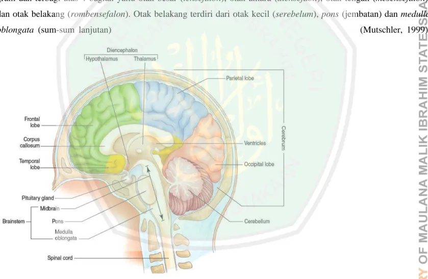 Gambar 2.1 Bagian utama otak manusia (Rizzo, 2016) 