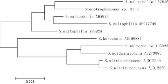 Gambar 2. Pohon philogenetik bakteri Stenotrophomonas maltophilia 
