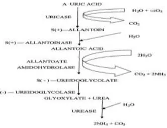 Gambar 2. Konsep pembentukan amonia (Heij dan Schneider, 1991) Sumber  emisi  gas  amonia  (NH 3 )  di  udara 