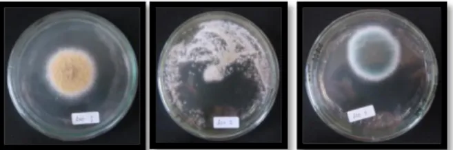 Gambar 2. Hasil pemurnian isolat jamur  simbion  tunikata  Rhopalaea  sp.    pada  media  PDA dengan masa inkubasi 2-3 x 24  jam