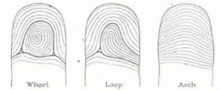 Gambar 1. Bentuk-bentuk sidik jari 