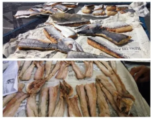 Gambar  1.  A;Ikan  pado  dari  Kab.  Padang  Pariaman,  B;Ikan  budu  dari  Kab.  Padang  Pariaman,  (Dokumentasi penelitian, 2018)