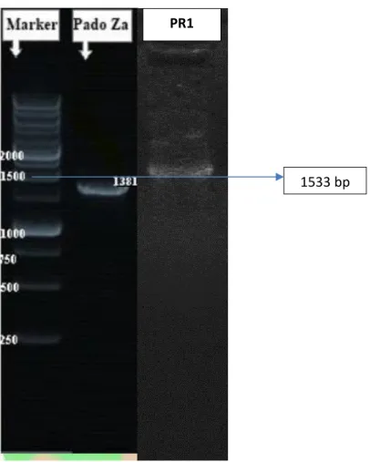 Gambar 6. Hasil Elektroforesis Isolat ZA dan PR1 dengan PCR 1533 bp 