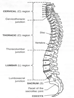 Gambar 2.4 Posisi L5/S1 pada ruas tulang punggung
