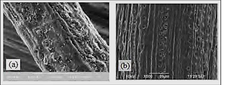 Gambar 2.  Serat Sabut kelapa (a) sebelum Alkalisasi (b) sesudah Alkalisasi  (Sumber : Journal of Scientific & Industrial Research Vol.72, February 2013) 