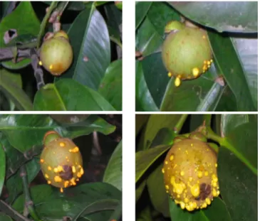 Gambar 2.  Variasi intensitas getah kuning pada kulit luar buah manggis (Intensity variation  of yellow latex on outer skin of mangosteen fruits)