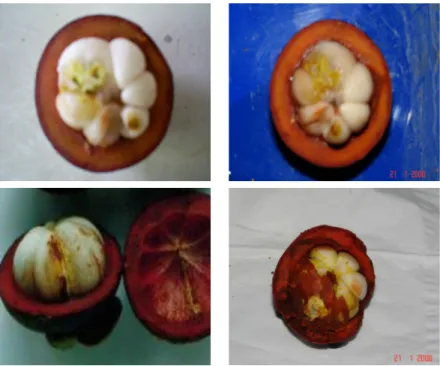 Tabel 2.   Pengaruh pengairan dan pemupukan terhadap kejadian getah kuning pada kulit   bagian dalam buah manggis di Pesisir  Selatan (The effect of irrigation and fertilizers  application to yellow latex happening on inner skin of mangosteen fruit at Pesi