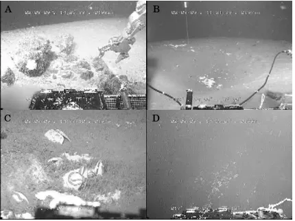 Figure 3: Views from the submersible on the surface in Kumano Knoll No.4. A: rock sampling with manipulator