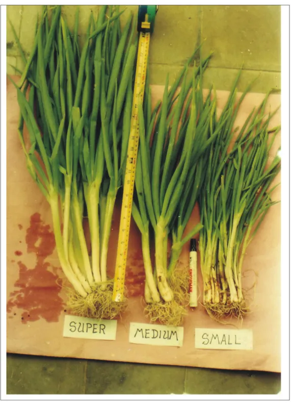 Gambar 1.   Ukuran bawang daun: super, medium, dan kecil (Size of bunching  onion  seed super,  medium, and small)