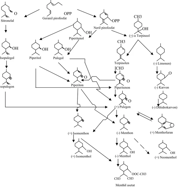 Gambar 1. Biosintesis menthol dari tanaman Mentha piperita L (GEISMAN dan GROUT, 1969; PAUL, 1950; REITSEMA, 1958; TYLER et al., 1988; 