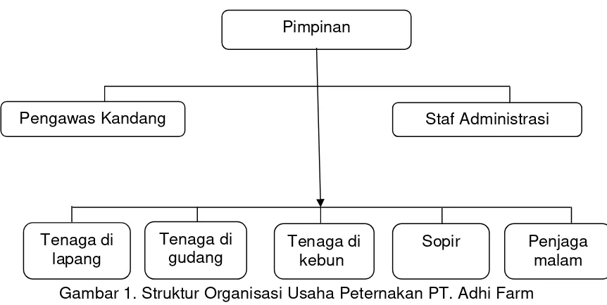 Gambar 1. Struktur Organisasi Usaha Peternakan PT. Adhi Farm 