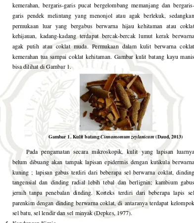 Gambar 1. Kulit batang Cinnamomum zeylanicum (Daud, 2013) 
