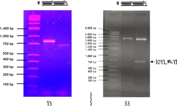 Gambar 1. Visualisasi hasil amplifikasi dan hasil isolasi serta digesti menggunakan enzim EcoRI terhadap plasmid yang mengandung  isipan cDNA GRA1 takizoit T