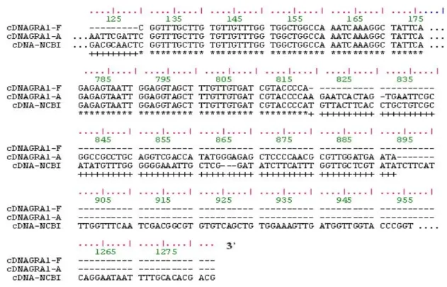 Gambar 2. Analisis homologi sekuen cDNA GRA1 T. gondii isolat lokal dengan cDNA GRA1 T