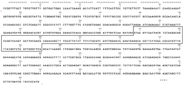 Gambar 3. Sekuen DNA GRA1 T. gondii isolat lokal (full length sequence)  Keterangan: Area dengan tanda ”+”  = non coding sequence dari ekson 