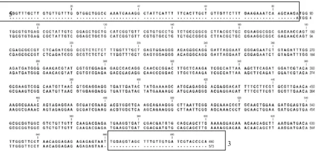 Gambar 4. Sekuen utuh (full length sequence) DNA GRA1 tanpa intron yang identik dengan cDNA GRA1 dari T