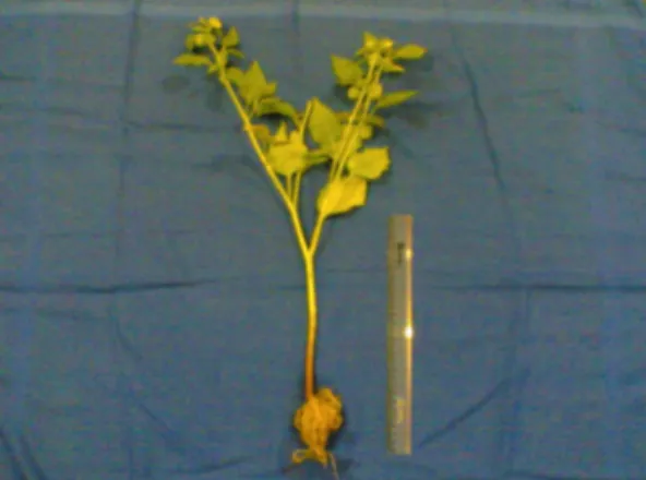 Gambar 1.  Herba ceplukan (Physalis angulata) 