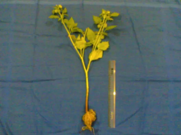 Gambar 1.  Herba ceplukan (Physalis angulata) 