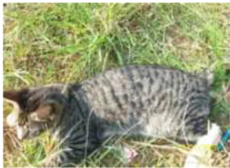 Gambar  1.  Kucing  dengan  pola  Agouti.  Genotipe  :   wwA-B-C-DiiOoT-. 