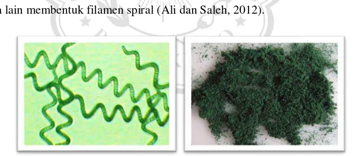 Gambar 1. Spirulina platensis (kiri), dalam bentuk serbuk (kanan). [Sumber: Djalil dan Utami, 2013] 