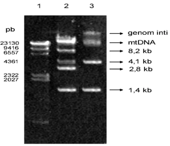 Gambar 1  DNA Paramecium caudatum dari fraksi mitokondria 1 : DNA penanda   (  λ  HindIII); 2 : DNA total sebelum pemanasan, yang terdiri dari  DNA mitokondria, plasmid pGT704–8,2 yang berukuran 8,2 kb; 