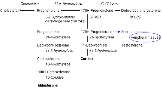 Gambar 1. Jalur steroidogenesis pada kelenjar adrenal 20