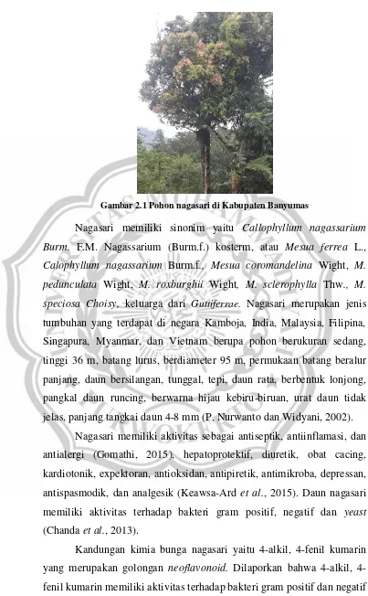 Gambar 2.1 Pohon nagasari di Kabupaten Banyumas 