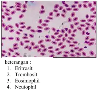 Tabel 1. Bentuk  sel  darah ikan  betok ( Anabas testudineus) dan ikan gabus ( Chana sriata)